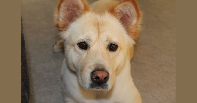 Lucy, a Chow Chow and German Shepherd Dog mix tested with EmbarkVet.com