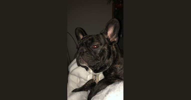 Zeus, a French Bulldog tested with EmbarkVet.com