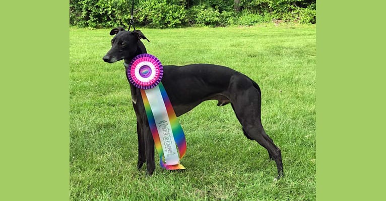 Woodford, a Whippet tested with EmbarkVet.com