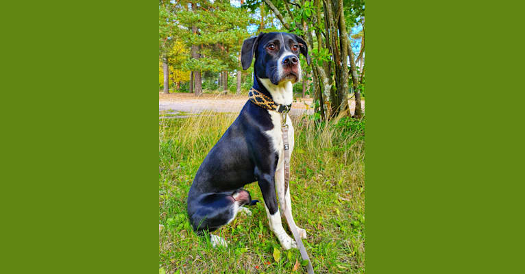 Filo, an English Setter and American Pit Bull Terrier mix tested with EmbarkVet.com