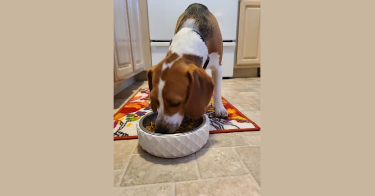 Bingo, a Beagle tested with EmbarkVet.com