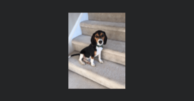 Photo of Charlie, a Beagle  in Kentucky, USA