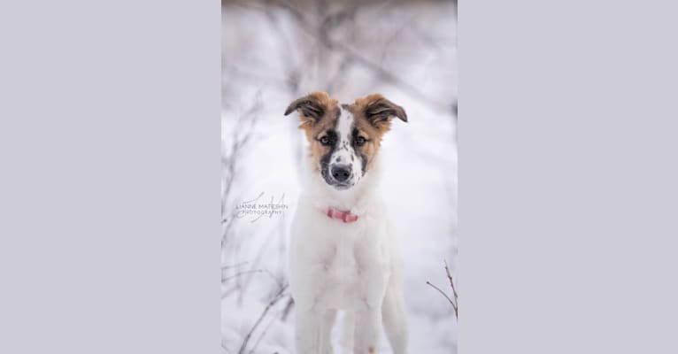 Bella, a Border Collie and Whippet mix tested with EmbarkVet.com