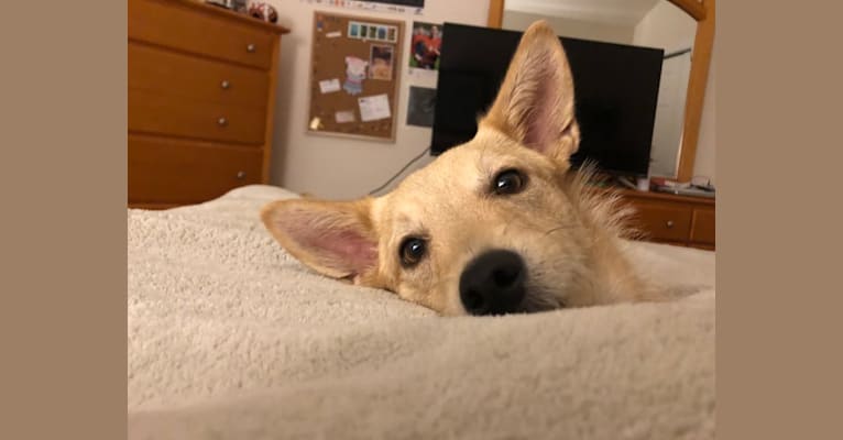 Petra, a Chihuahua and German Shepherd Dog mix tested with EmbarkVet.com
