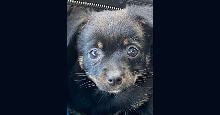 Yukio, a Pomeranian and Chihuahua mix tested with EmbarkVet.com