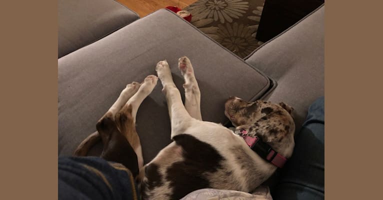 Shepherd sale shorthaired pointer