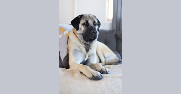 Eros, an Anatolian Shepherd Dog tested with EmbarkVet.com