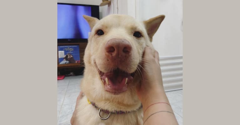 Feibo, a Hong Kong Village Dog tested with EmbarkVet.com