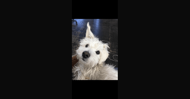 Photo of Finn, a Poodle (Small), Chihuahua, Pomeranian, Maltese, Shih Tzu, and Mixed mix in McFarland, California, USA