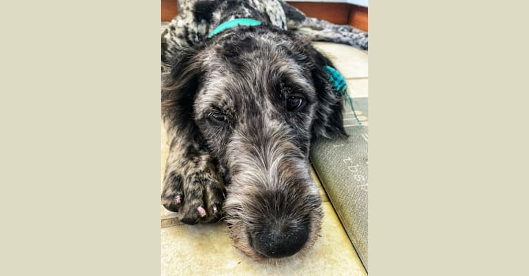 Photo of Maggie, a Labradoodle  in Cleveland, OH, USA