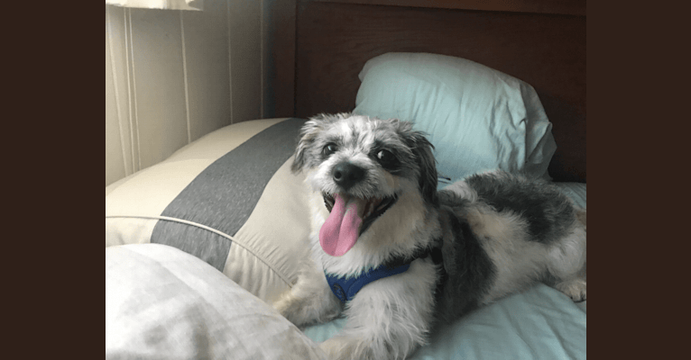 Oliver, a Shih Tzu and Chihuahua mix tested with EmbarkVet.com