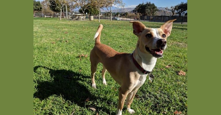 Hazel, a Chihuahua and Russell-type Terrier mix tested with EmbarkVet.com