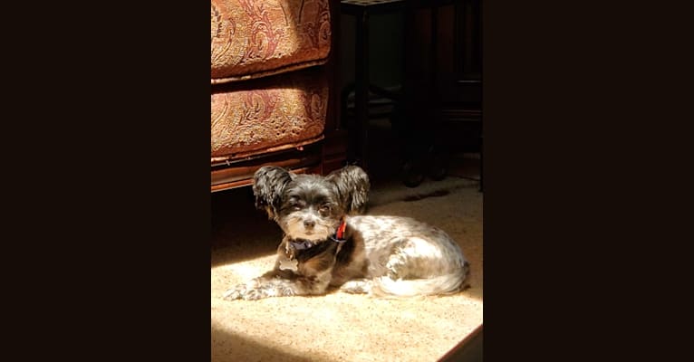 Photo of Maizie Mae Harp, a Biewer Terrier and Maltese mix in Coppell, Texas, USA