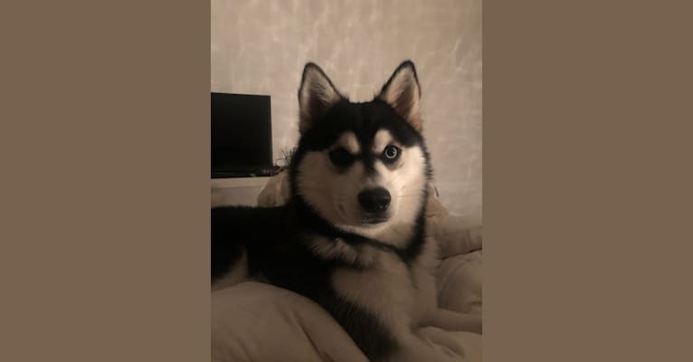 Obito, a Siberian Husky and Pomeranian mix tested with EmbarkVet.com