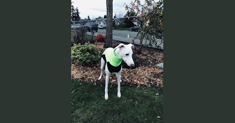 Rush, a Whippet tested with EmbarkVet.com