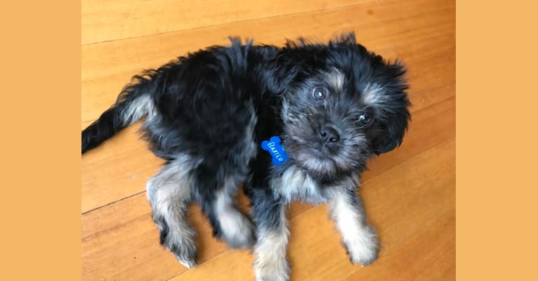 Baxter, a Shih Tzu and Affenpinscher mix tested with EmbarkVet.com