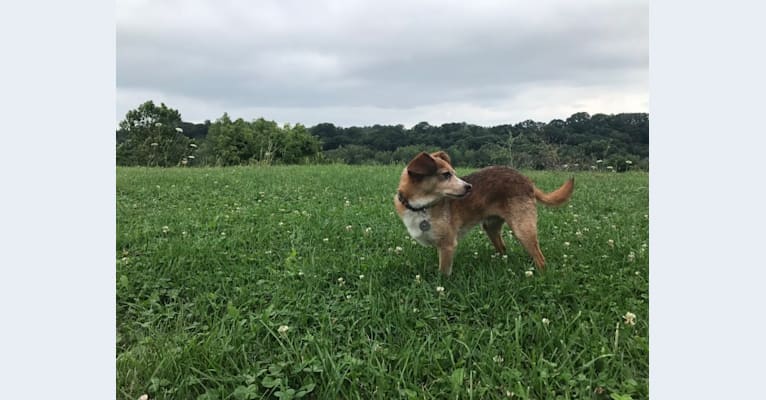Photo of Wally, a Pomeranian, Chihuahua, Dachshund, and Poodle (Small) mix in Cleveland, Ohio, USA