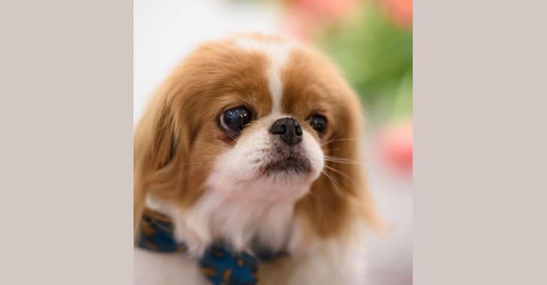 Underpants, a Japanese Chin tested with EmbarkVet.com