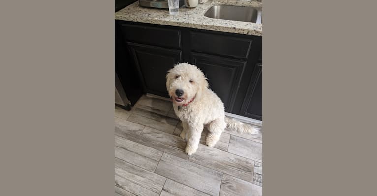 Photo of Ruger, a Komondor  in Sand Springs, OK, USA