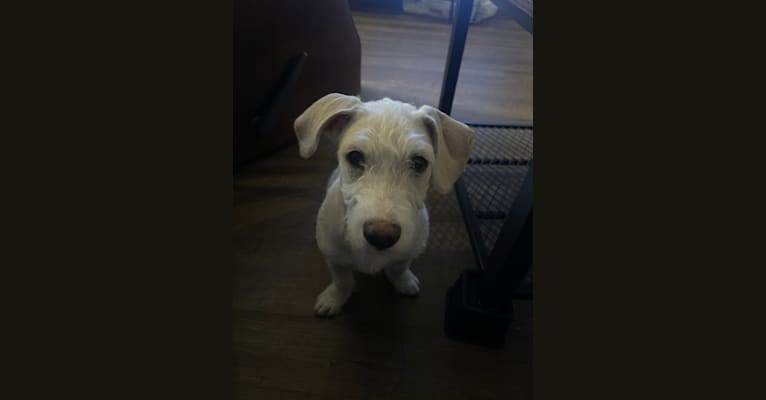 Palomo, a Chihuahua and Poodle (Small) mix tested with EmbarkVet.com