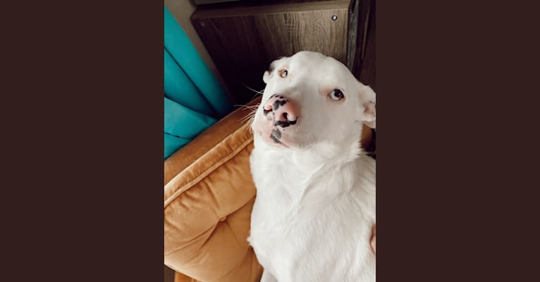 Photo of Casper, an Australian Cattle Dog, American Pit Bull Terrier, American Eskimo Dog, Boxer, and Mixed mix in Chattanooga, Tennessee, USA