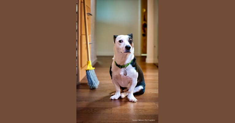 Professor Harvey, a Chihuahua and Border Collie mix tested with EmbarkVet.com