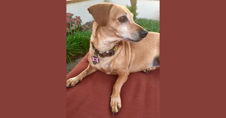 Millie, a Dachshund and Chihuahua mix tested with EmbarkVet.com