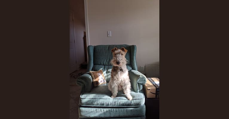 Finn, a Wire Fox Terrier tested with EmbarkVet.com