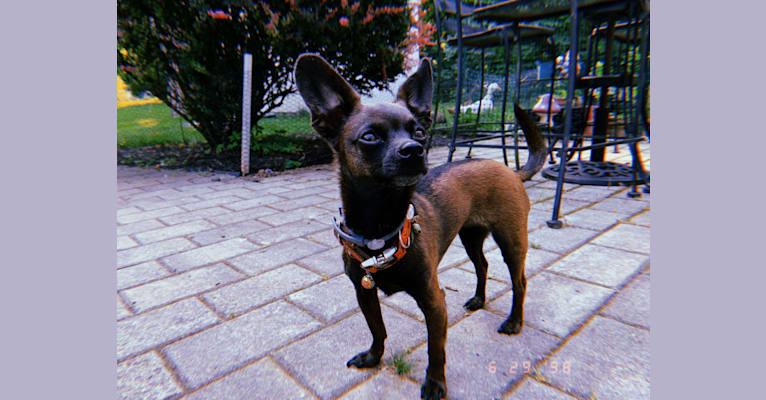 Doobie, a Chihuahua and Dachshund mix tested with EmbarkVet.com