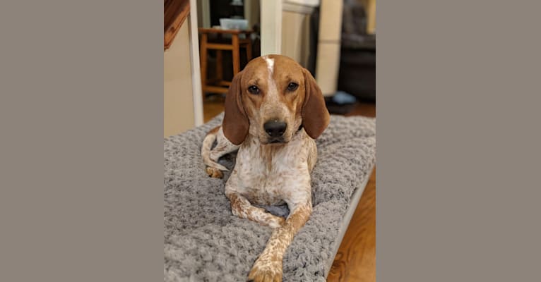 Ozloe, an American English Coonhound tested with EmbarkVet.com