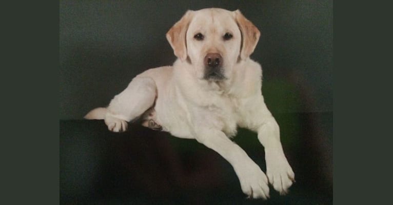 Tanner, a Labrador Retriever tested with EmbarkVet.com