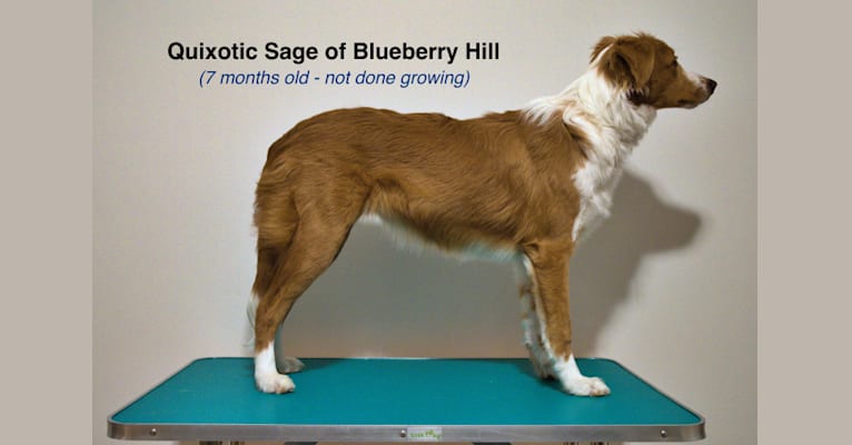 Blueberry hill top english shepherds