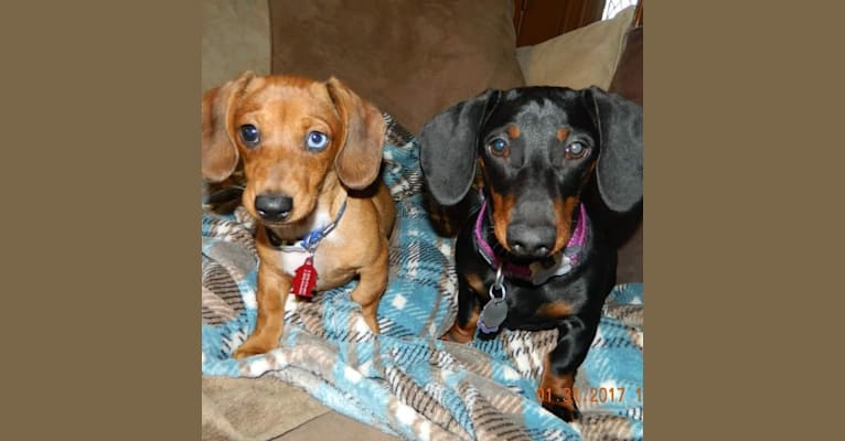 Casey, a Dachshund tested with EmbarkVet.com