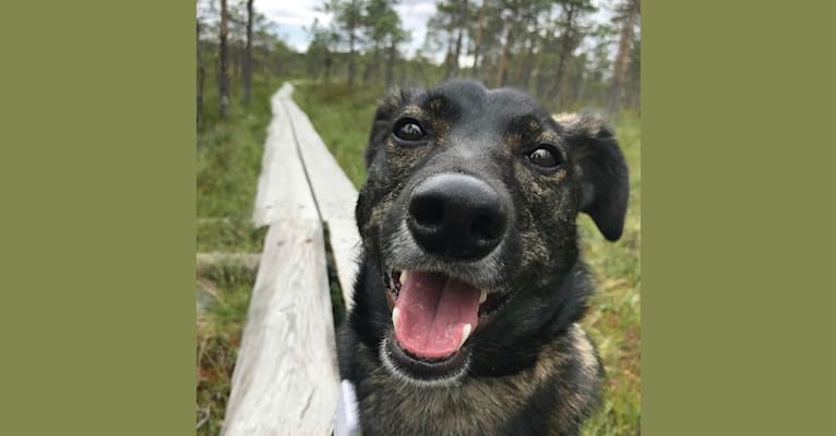 Osku, a Central Asian Village Dog tested with EmbarkVet.com