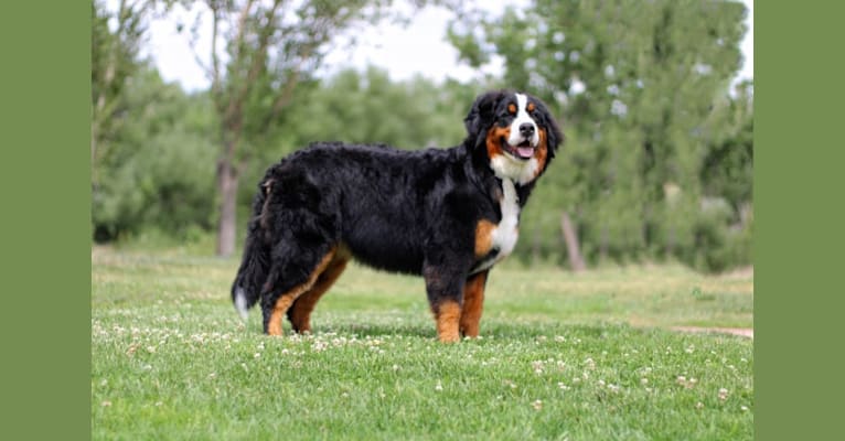 Torreys, a Bernese Mountain Dog tested with EmbarkVet.com
