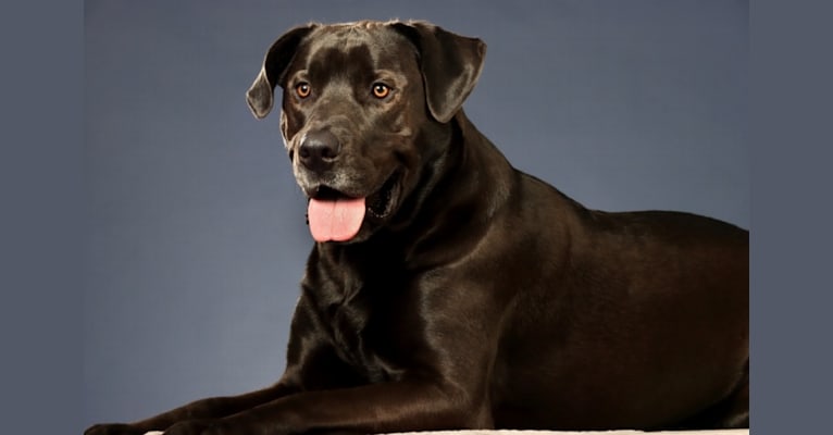 FORREST, a Labrador Retriever and American Pit Bull Terrier mix tested with EmbarkVet.com