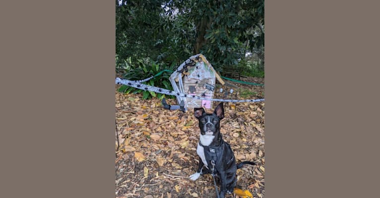 Photo of Ollie, a Boston Terrier, Poodle (Small), and Mixed mix in Los Angeles, California, USA