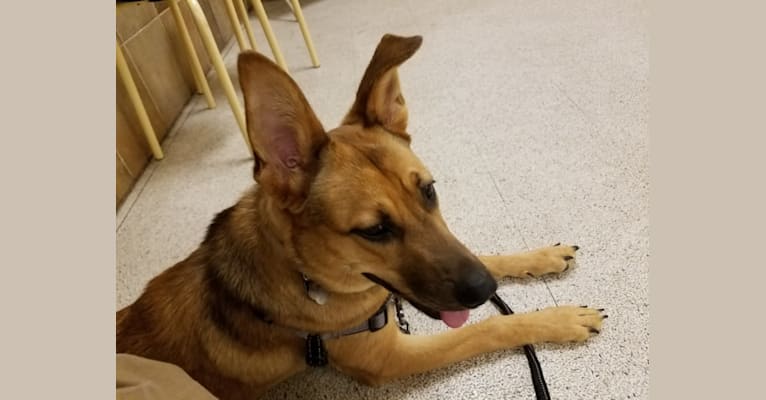 rat terrier german shepherd mix