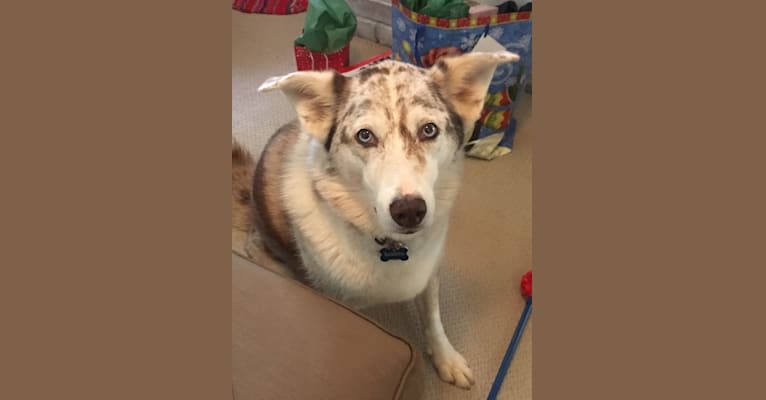 Dakota, an Australian Shepherd and Siberian Husky mix tested with EmbarkVet.com