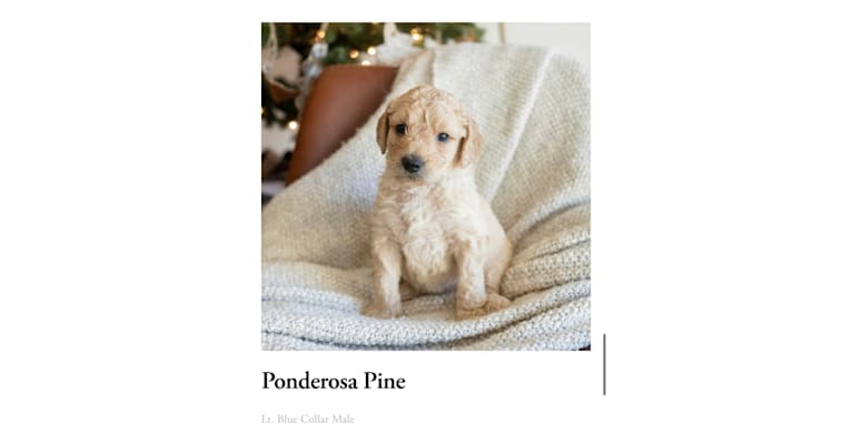 Ponderosa, a Goldendoodle tested with EmbarkVet.com