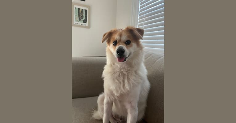 Marty, a Japanese or Korean Village Dog tested with EmbarkVet.com