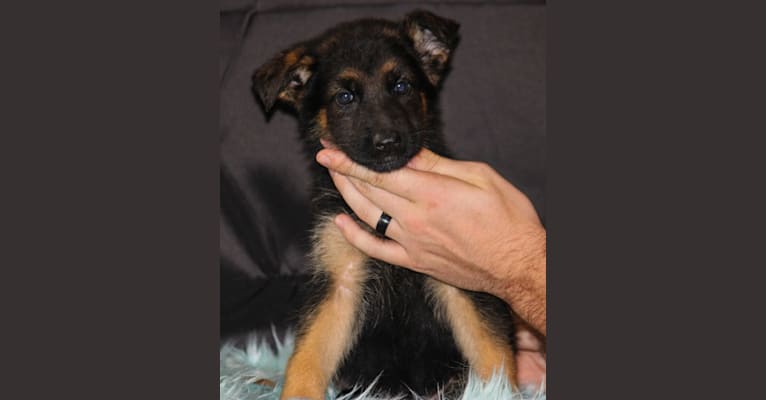 Kovah, a German Shepherd Dog tested with EmbarkVet.com