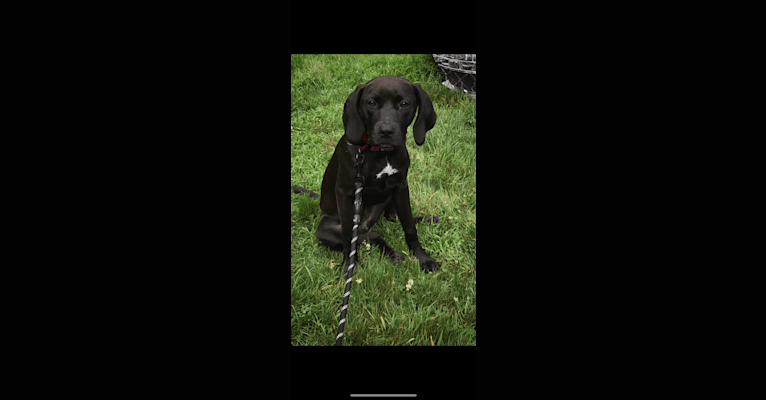 Photo of Scarlett, an American Pit Bull Terrier, Black and Tan Coonhound, and American Staffordshire Terrier mix in Tennessee, USA
