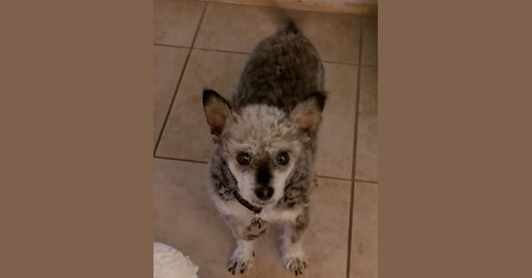 Murray, a Chihuahua and Pomeranian mix tested with EmbarkVet.com