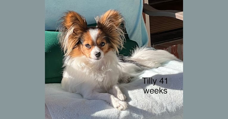 Tilly, a Papillon tested with EmbarkVet.com