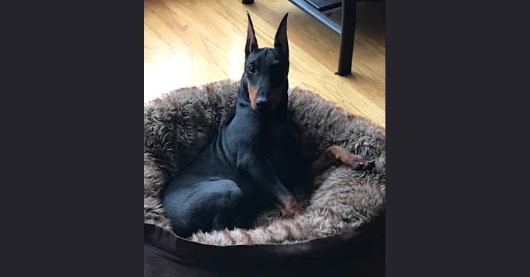 Photo of Stryker, a Manchester Terrier (Standard)  in SF, California, USA