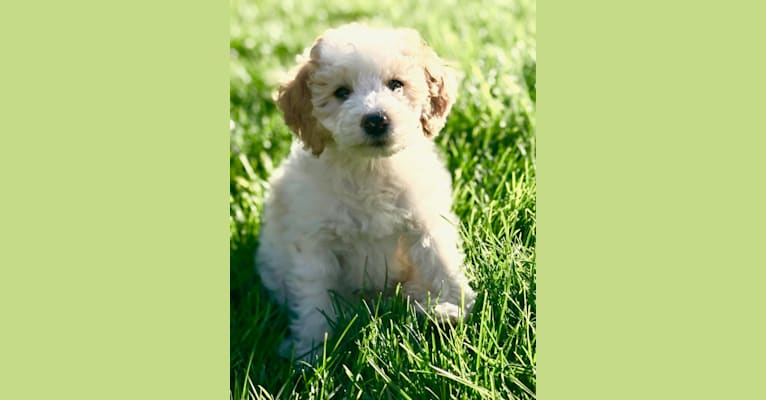 Photo of June, a Goldendoodle 