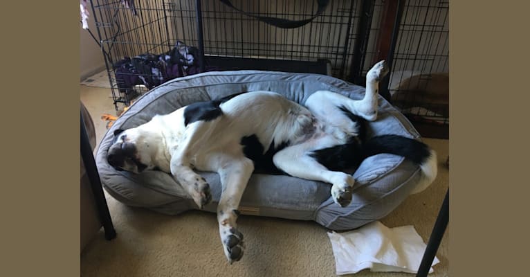 Theodore Ellington, an American Pit Bull Terrier and Siberian Husky mix tested with EmbarkVet.com