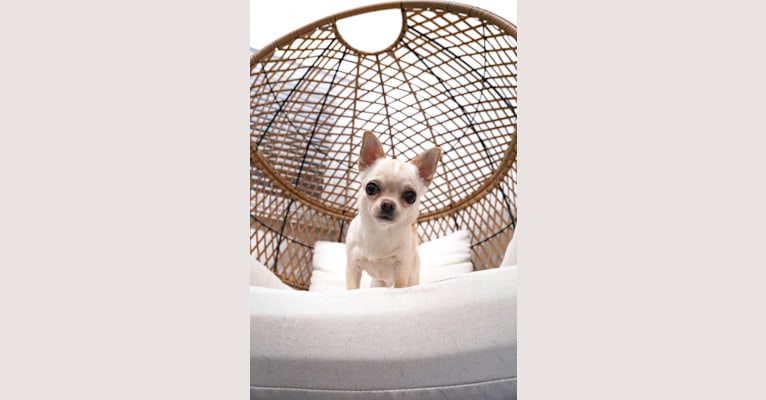 Brittney, a Chihuahua tested with EmbarkVet.com