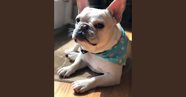 Milo, a French Bulldog tested with EmbarkVet.com